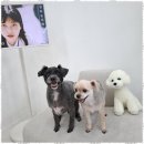 행복펫 애견미용실 이미지