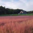 안산솔밭길산악회 10/29일.가을 특별여행,함평,국향대전/고창 핑크뮬리축제여행 이미지