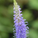 청양식당 이미지