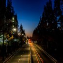 기지시 메타세콰이아 이미지