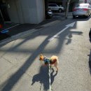 애견미용실 일호 이미지