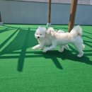 둘리유치원 이미지