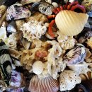 폰껍데기 | 조개껍데기로 만든 감성 오브제 후기