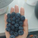 김봉태농장 네이버블로그