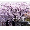 하나와 엘리스 이미지