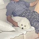 강쥐엄마네 | 연휴 추억 회상하는 척하면서 먹은 거랑 강쥐 자랑하기...