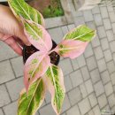 [10/30] 심폴 생생 구매 후기 🌱💚💯 (대문자초, 아글라오네마 오로라핑크, 이오난사 푸에고)