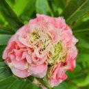 빛 시리즈 이미지