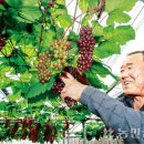 포도송이 이미지