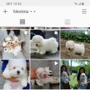 한국꼬똥켄넬 이미지