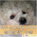 백두동물병원 이미지