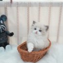 오즈메디칼 이미지