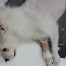 우리들 동물병원 이미지