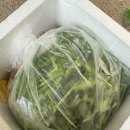 텃밭에노는닭 이미지