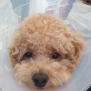 치료해 주오 | 내 귀여운 강아지가 슬개골탈구라니… 강아지 슬개골수술 후기 및 가격