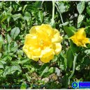 아모르 몽 이미지