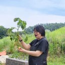 감자캐기 다녀왔어요🥔＜아침햇살＞ 이미지