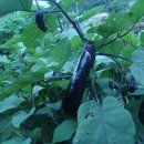 가례면사무소 이미지