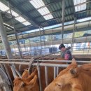 한우가축인공수정소 이미지