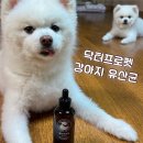 프로펫 | 강아지 변비 잡는 닥터프로펫 강아지 유산균