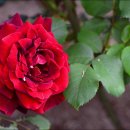 장미공원B 이미지