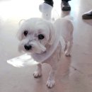 넬동물의료센터 이미지