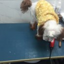 24시청주i동물병원 이미지