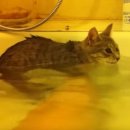 목욕하는 고양이 이미지