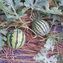 지천농장 이미지