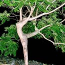 파리바게뜨 신대방삼거리역 이미지