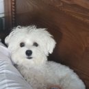 코코펫 살롱 호텔 이미지