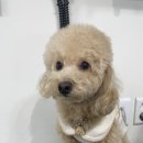 (주)쿨펫 이미지