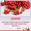 전통과일 이미지