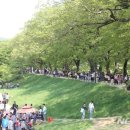 담양대나무축제 이미지