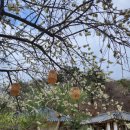 광산 | 합천펜션 팔심리197 한옥 감성 제대로 느끼고 온 촌캉스 후기 🌿