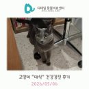 이:은종합동물병원 | 철산 동물병원) 고양이 "대식" 건강검진 후기 (신부전)