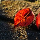 중명생태공원 이미지