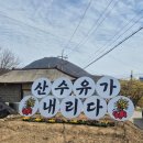 경기 양평 산수유 정보화마을 네이버블로그
