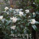 선흘리 백서향 및 변산일엽군락 이미지