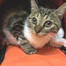 분당 아마존 동물병원 이미지