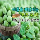 🍐 매실의 효능과 활용법 이미지