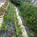 오찬농장 이미지