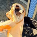 J-060 | Sapporo, Japan