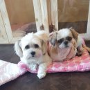 해피 애견 놀이방 이미지