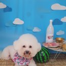 나보다 예쁘개 이미지