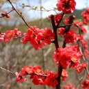 명자나무, 명자꽃, 산당화, 慏樝(명사), Flowering Quince 는 기침에 도움 이미지