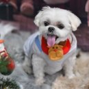 보들살롱 이미지