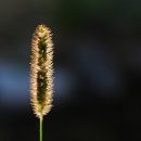 강아지풀 이미지