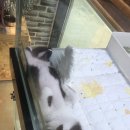 뱃살야옹 이미지