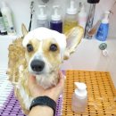 몽두두 | 광주애견미용 몽두두 웰시코기 특징을 잘 살려줘요